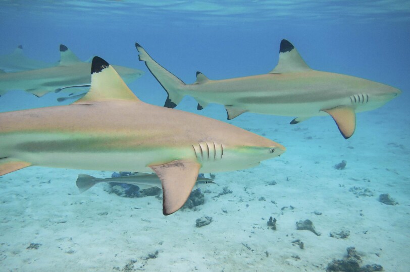 Blackpepper Viajes Polinesia 0014 Tiburones Arrecife Punta Negra Laguna Moorea Polinesia Francesa