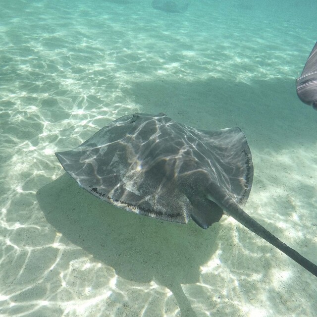 Nadar con tiburones y mantas rayas en Bora Bora.