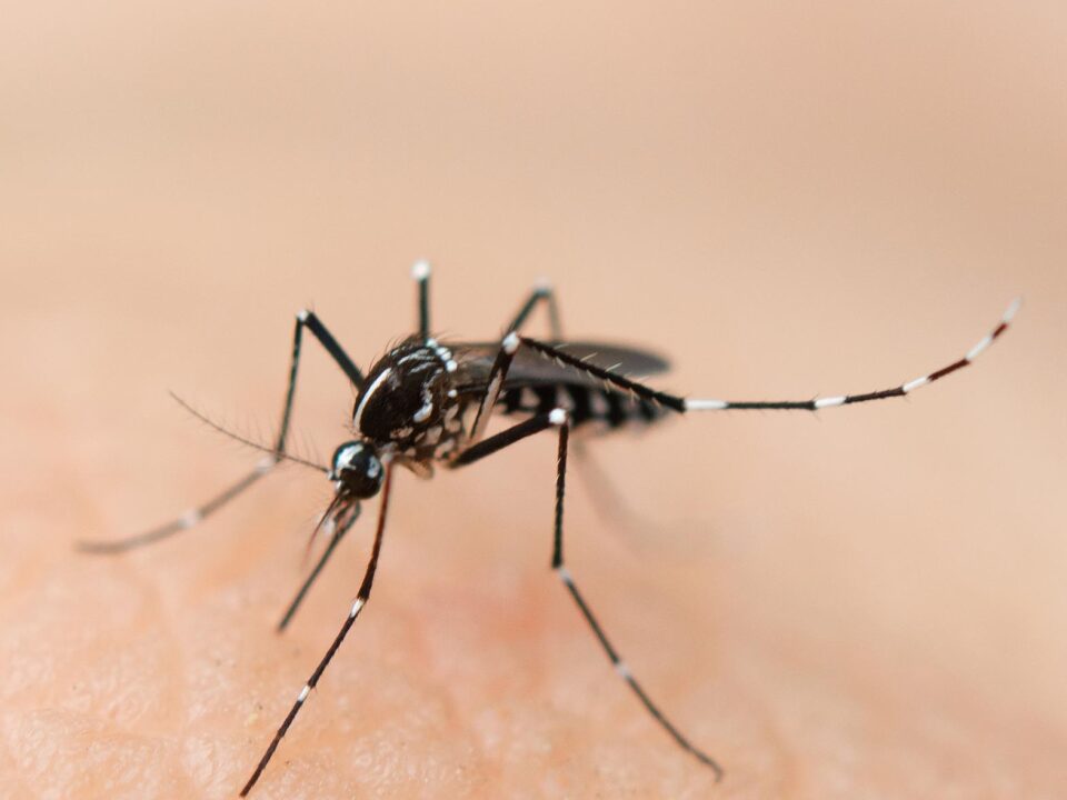 Enfermedades transmitidas por mosquitos