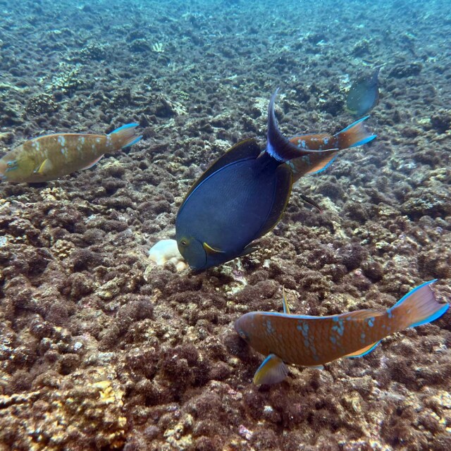 Isla de Coiba: Un edén submarino para el snorkel.