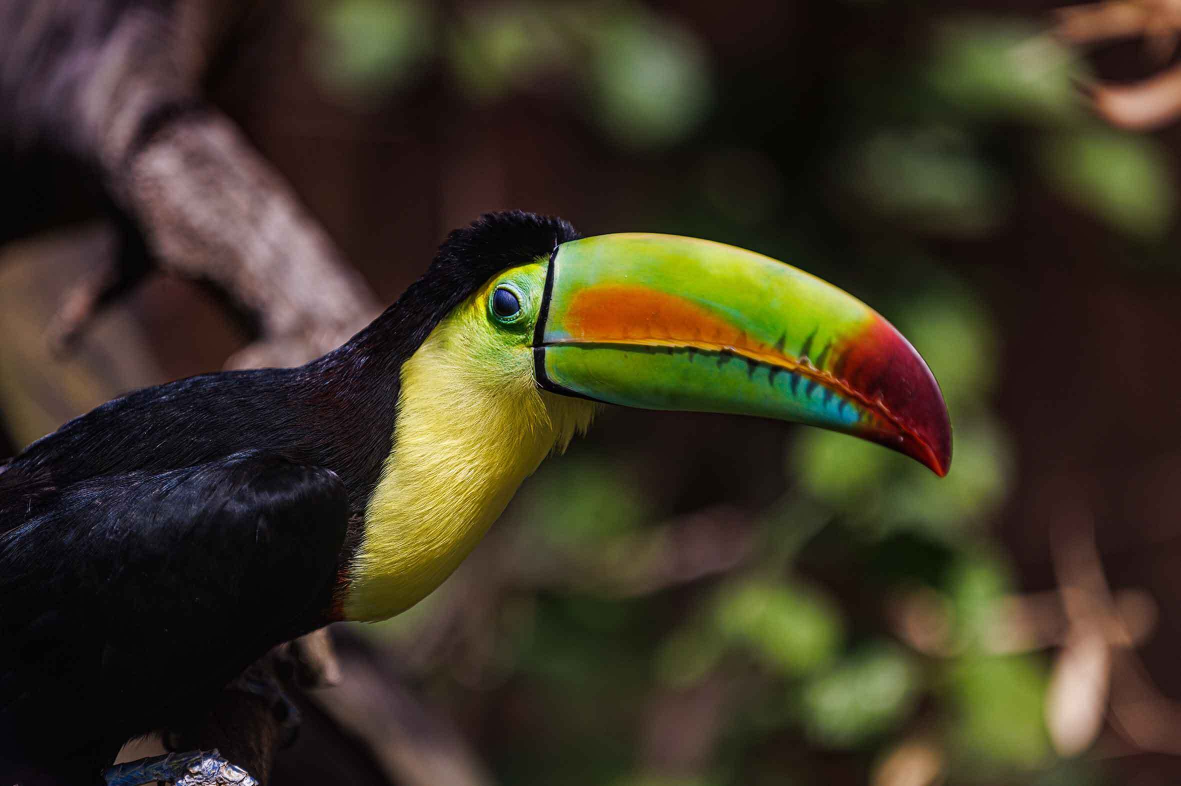 Essència Panamenya amb Bocas del Toro