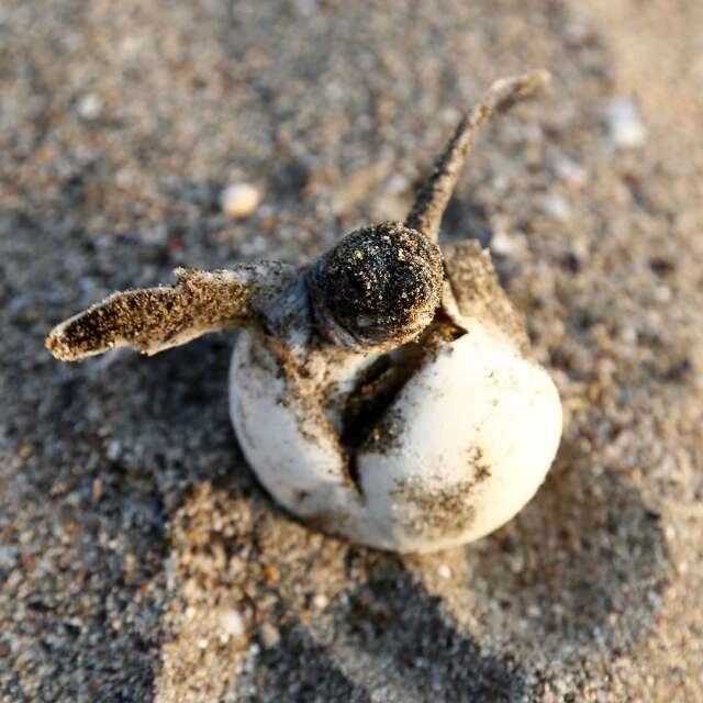 Isla Cañas: La magia del desove de tortugas.