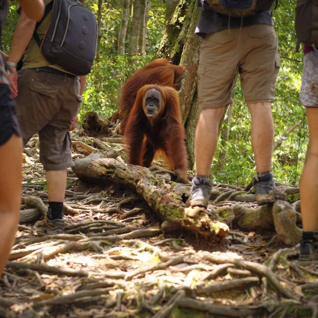 Descubriremos los orangutanes de Sumatra en un trekking de dos dias.