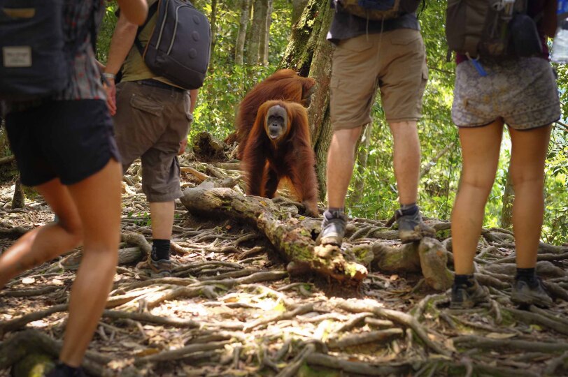 Viajes Indonesia Blackpepper 0016 Orangutan