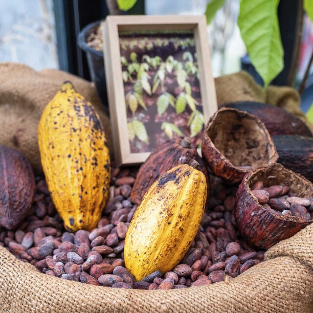 Chocolate y Café: Delicias Únicas del Archipiélago.