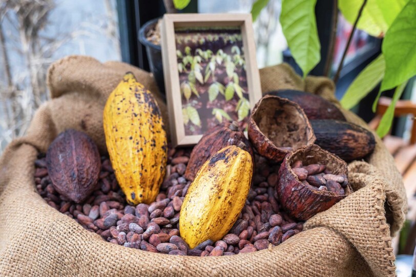 Viajes Sao Tome Blackpepper 0012 Cocoa Beans