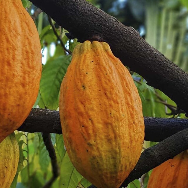 Degustar uno de los mejores cacaos del mundo.