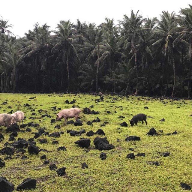 La encantadora y perdida Isla de Rolas.