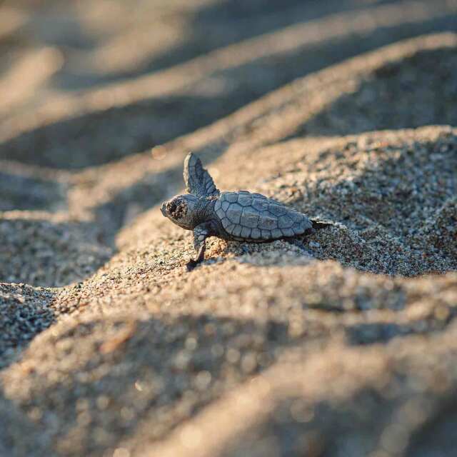 Praia Jalé: Un refugio para las tortugas marinas.