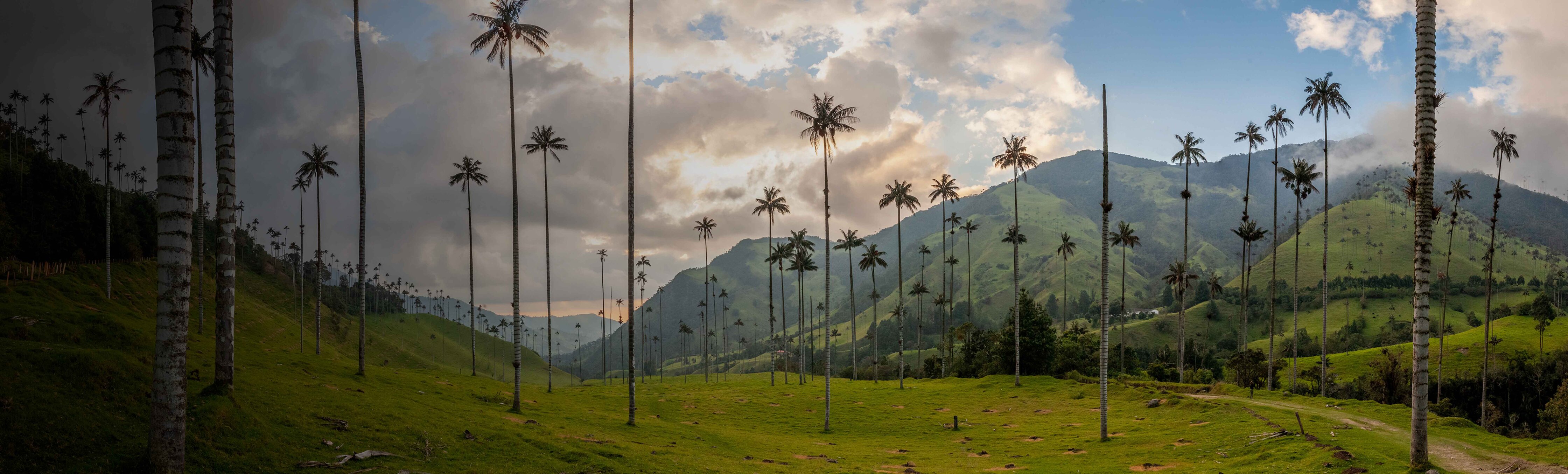 El tesoro natural del Valle del Cocora
