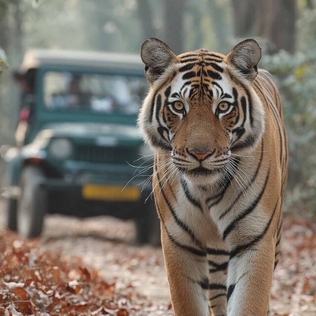 Ens endinsarem als parcs en busca del Tigre de Bengala