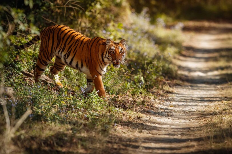 Viajes India Centre Blackpepper 0007 Amazing Bengal Tiger Nature