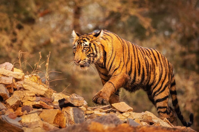 Viajes India Centre Blackpepper 0009 Amazing Bengal Tiger Nature 1