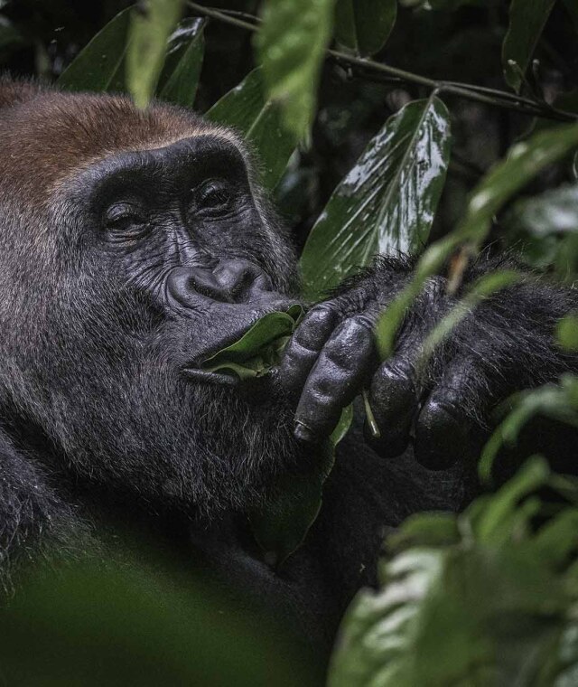 Gorila occidental de llanura comiendo hojas en Ndhezi, Odzala-Kokoua (República del Congo).