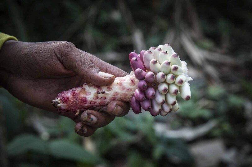 Sabores del bosque tropical.