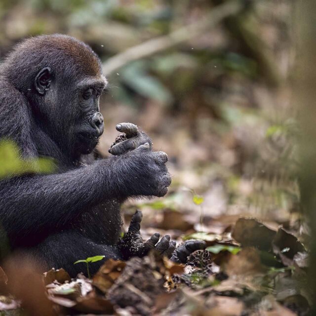 Gorila occidental de llanura comiendo en el bosque de Ndhezi, Odzala-Kokoua (República del Congo).