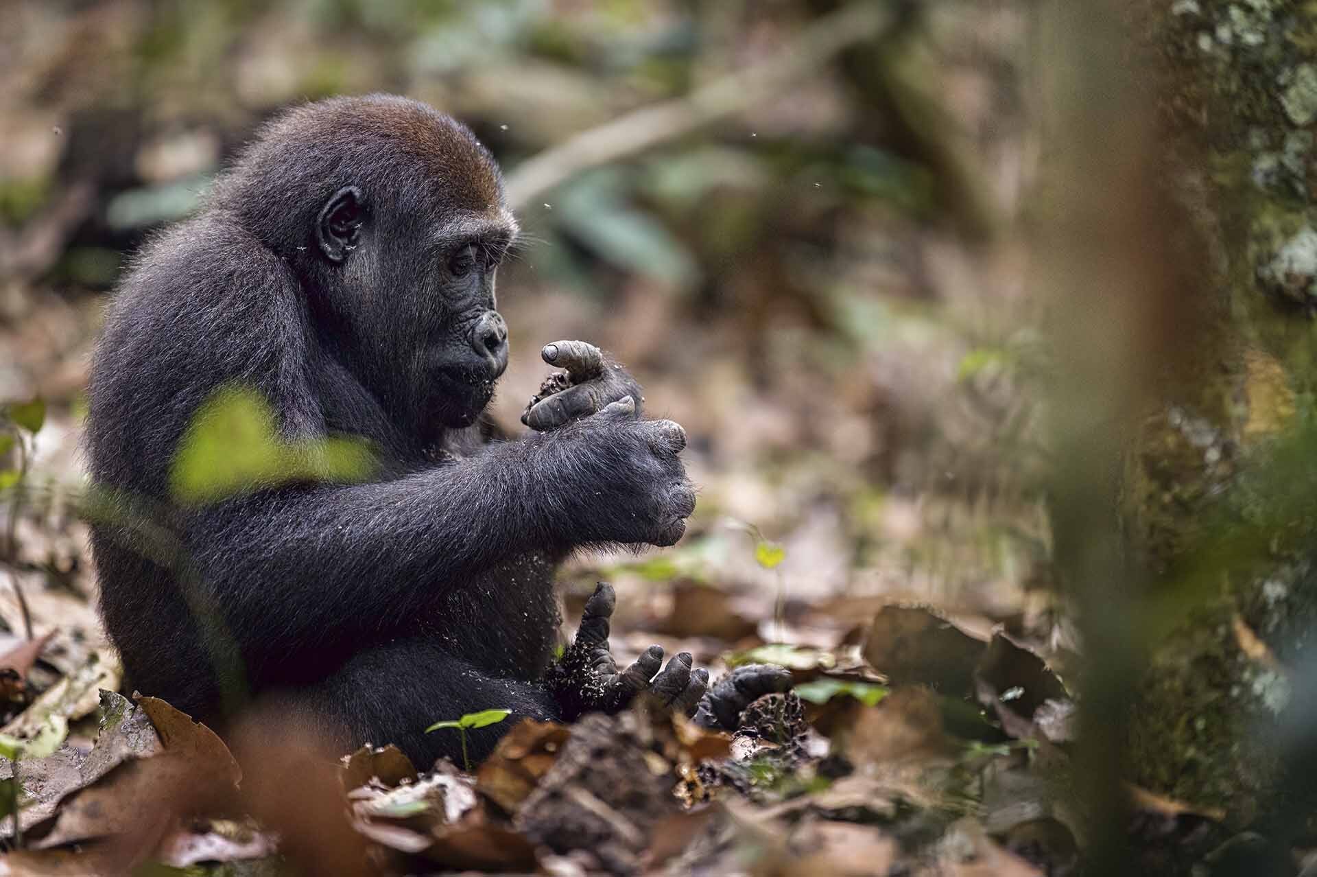Gorila occidental de llanura comiendo en el bosque de Ndhezi, Odzala-Kokoua (República del Congo).