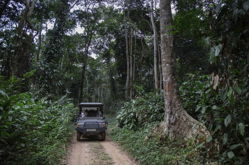 Safari por la selva del Congo.