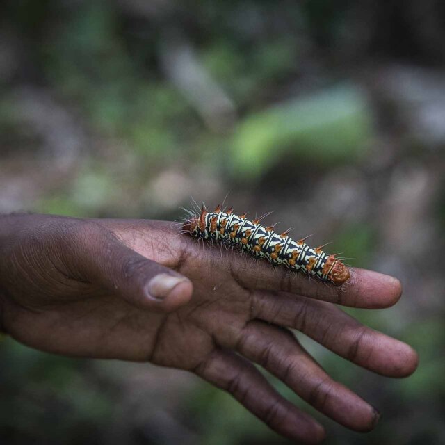 Oruga de vivos colores sobre la mano de una persona en el bosque de Odzala-Kokoua.