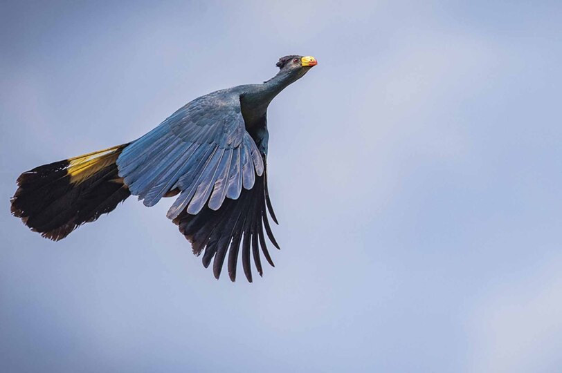 Turaco de Ross