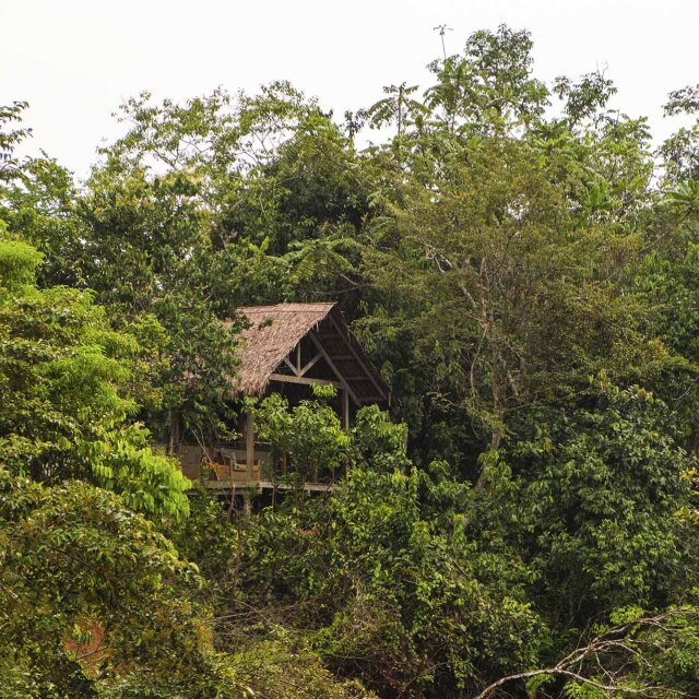 Cabaña de madera integrada entre la densa vegetación del bosque tropical en el Parque Nacional Odzala-Kokoua (República del Congo).