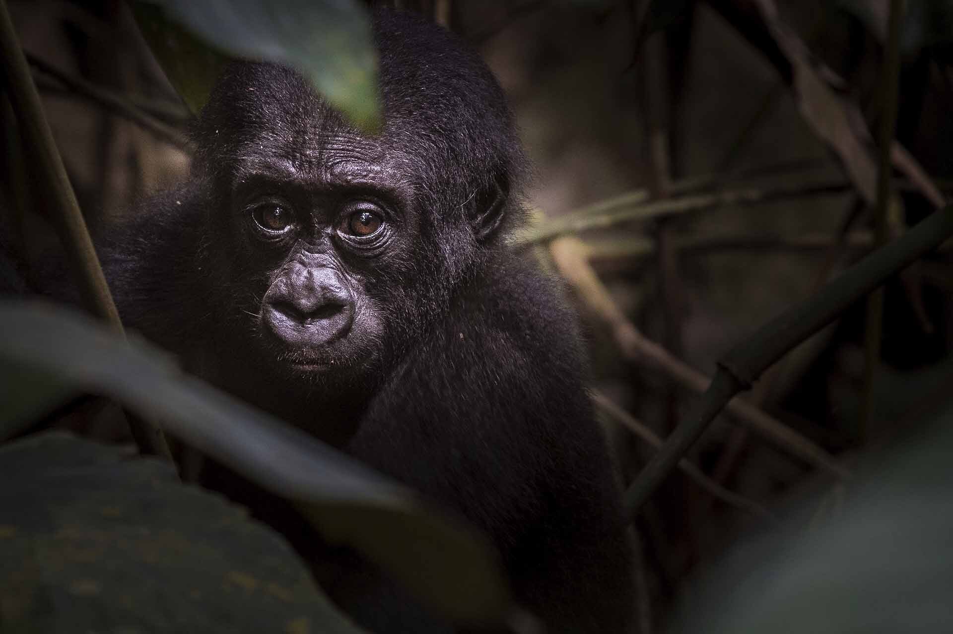 Cría de gorila observando curiosamente entre las ramas de la selva congoleña.