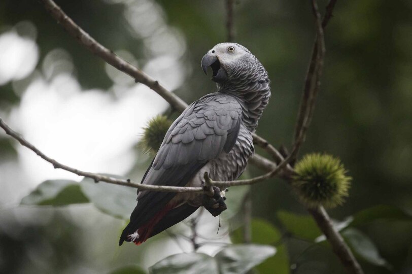 Loro gris africano en la selva del Congo.