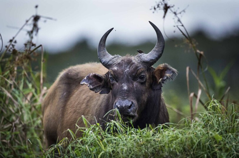Búfalo de bosque africano en Odzala-Kokoua.