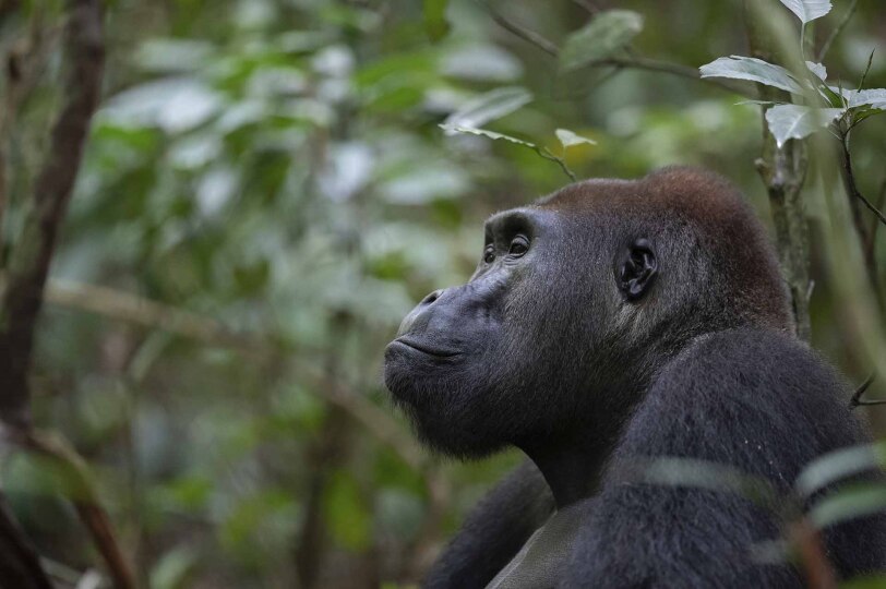 Serenidad entre la selva del Congo.
