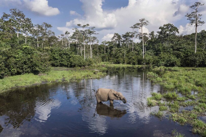 Elefante de bosque en la selva del Congo.