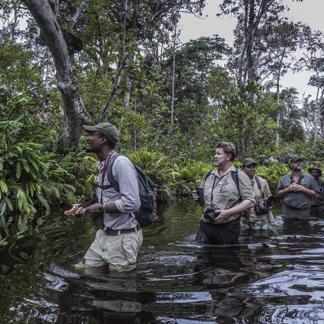 Grupo caminando entre aguas poco profundas en la selva de Lango Baï, Odzala-Kokoua (República del Congo).