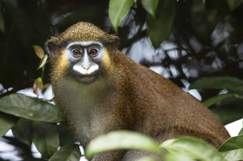 Diversidad primate del Congo.
