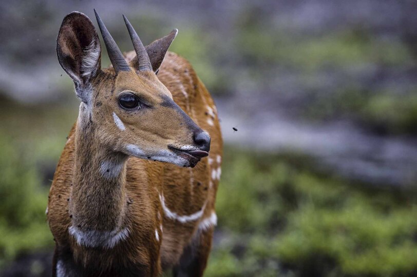 Sitatunga en la selva del Congo.
