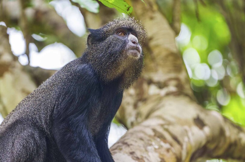 Mono de nariz blanca, habitante de los bosques del Congo.