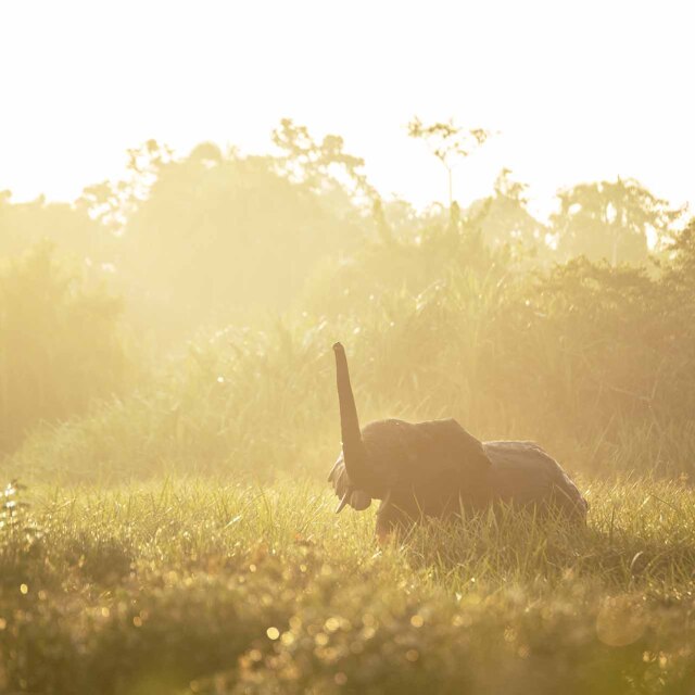 Elefante de bosque caminando entre la niebla dorada del amanecer en Odzala-Kokoua, República del Congo.