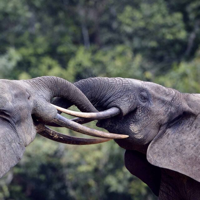 Dos elefantes de bosque entrelazando colmillos en Lango Baï, Odzala-Kokoua (República del Congo).