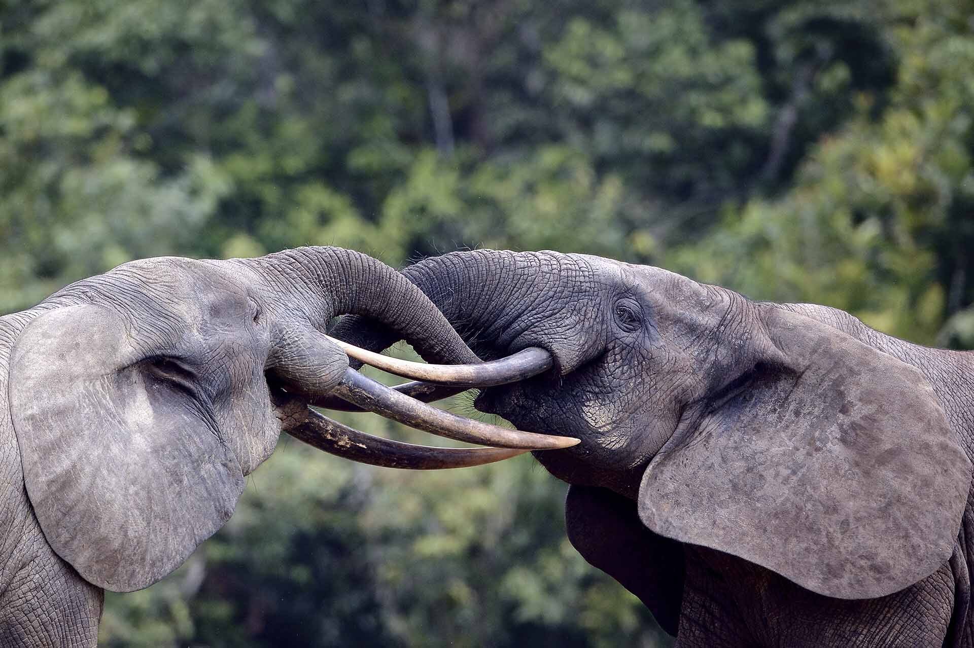 Dos elefantes de bosque entrelazando colmillos en Lango Baï, Odzala-Kokoua (República del Congo).