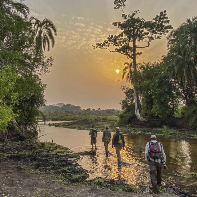 Grupo caminando por el río al amanecer en Lango Baï, Odzala-Kokoua (República del Congo).