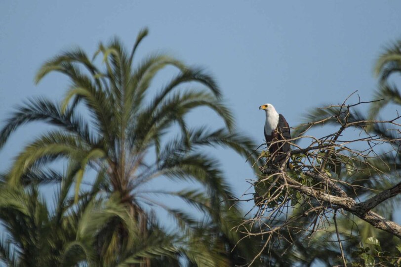 Águila pescadora africana.