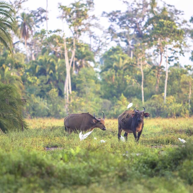 Grupo de búfalos de bosque con garzas blancas en la llanura de Lango Baï, Odzala-Kokoua (República del Congo).