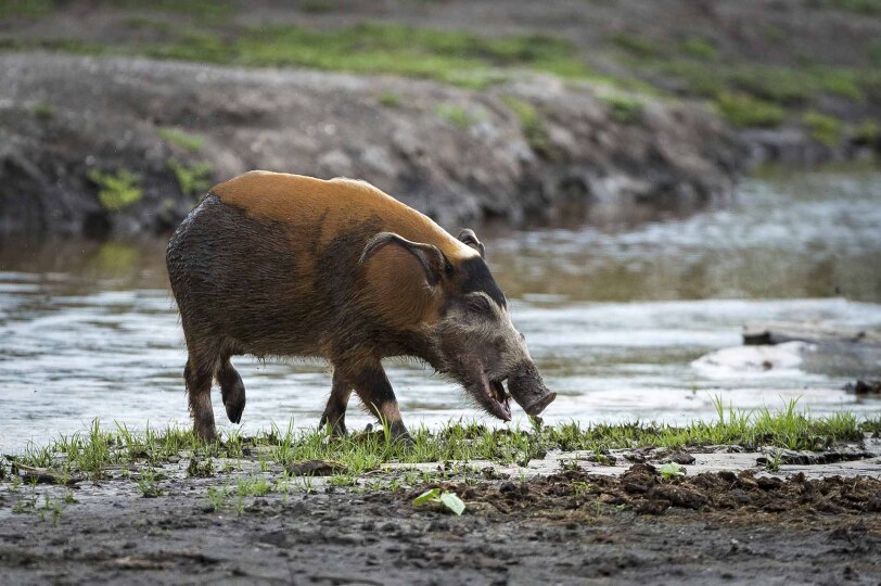 Cerdo rojo del bosque en el Congo.