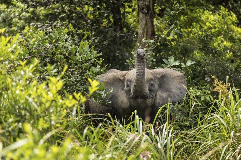 Elefante de bosque en la selva del Congo.