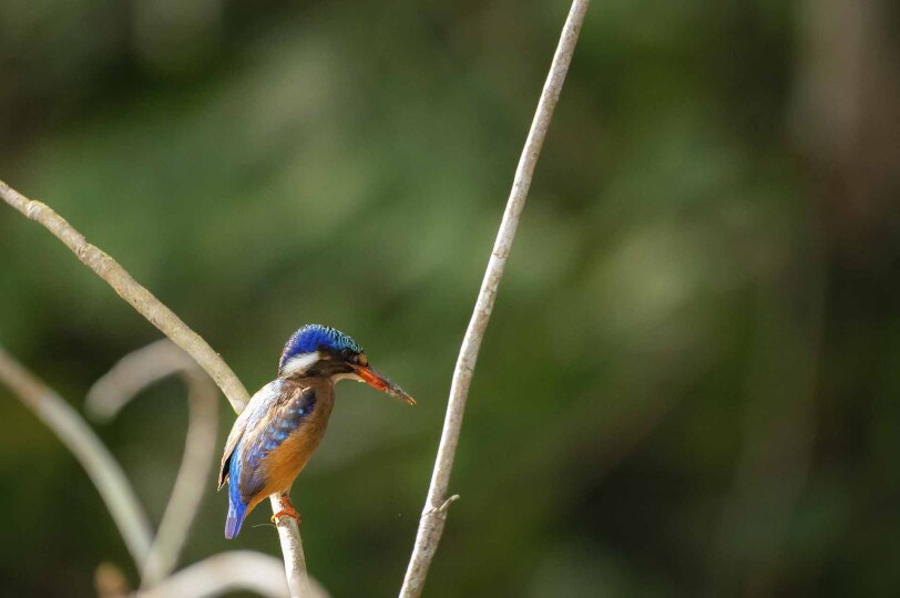 Martín pescador en el bosque tropical del Congo.