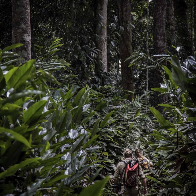 Dos viajeros caminando entre la densa vegetación del bosque tropical del Congo.