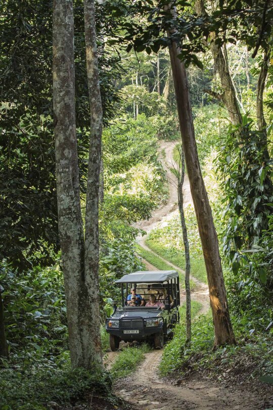 Bienvenida al corazón verde del Congo.