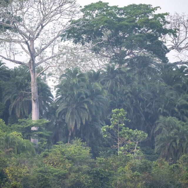 Grupo de exploradores caminando por la llanura y la selva del Parque Nacional Odzala-Kokoua.