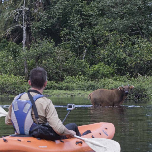Persona en kayak observando un búfalo del bosque en el río de Odzala-Kokoua.