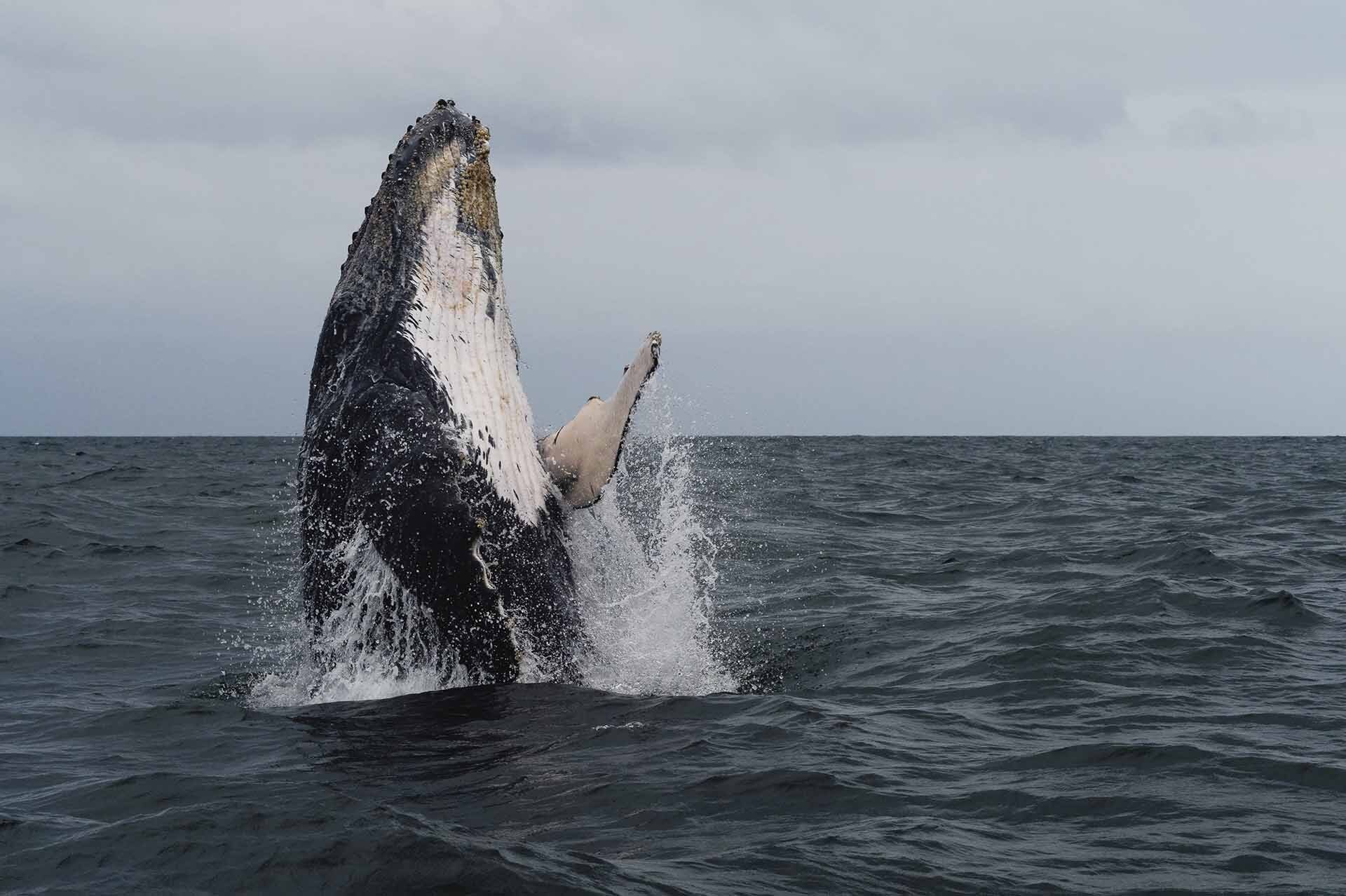 Viajes Patagonia Invierno Blackpepper Travel 0012 Ballena Franca Austral