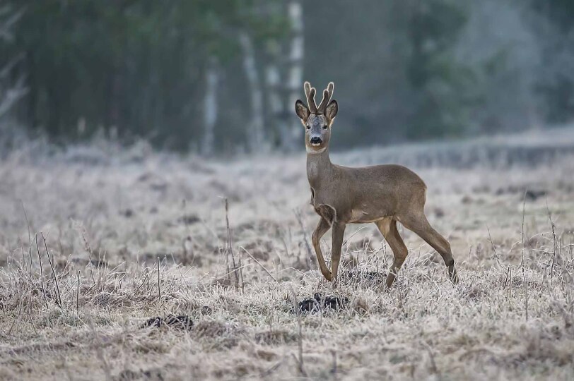 Viajes Lituania Blackpepper 0015 Deer Claimonas Ciunys Lithuania Travel