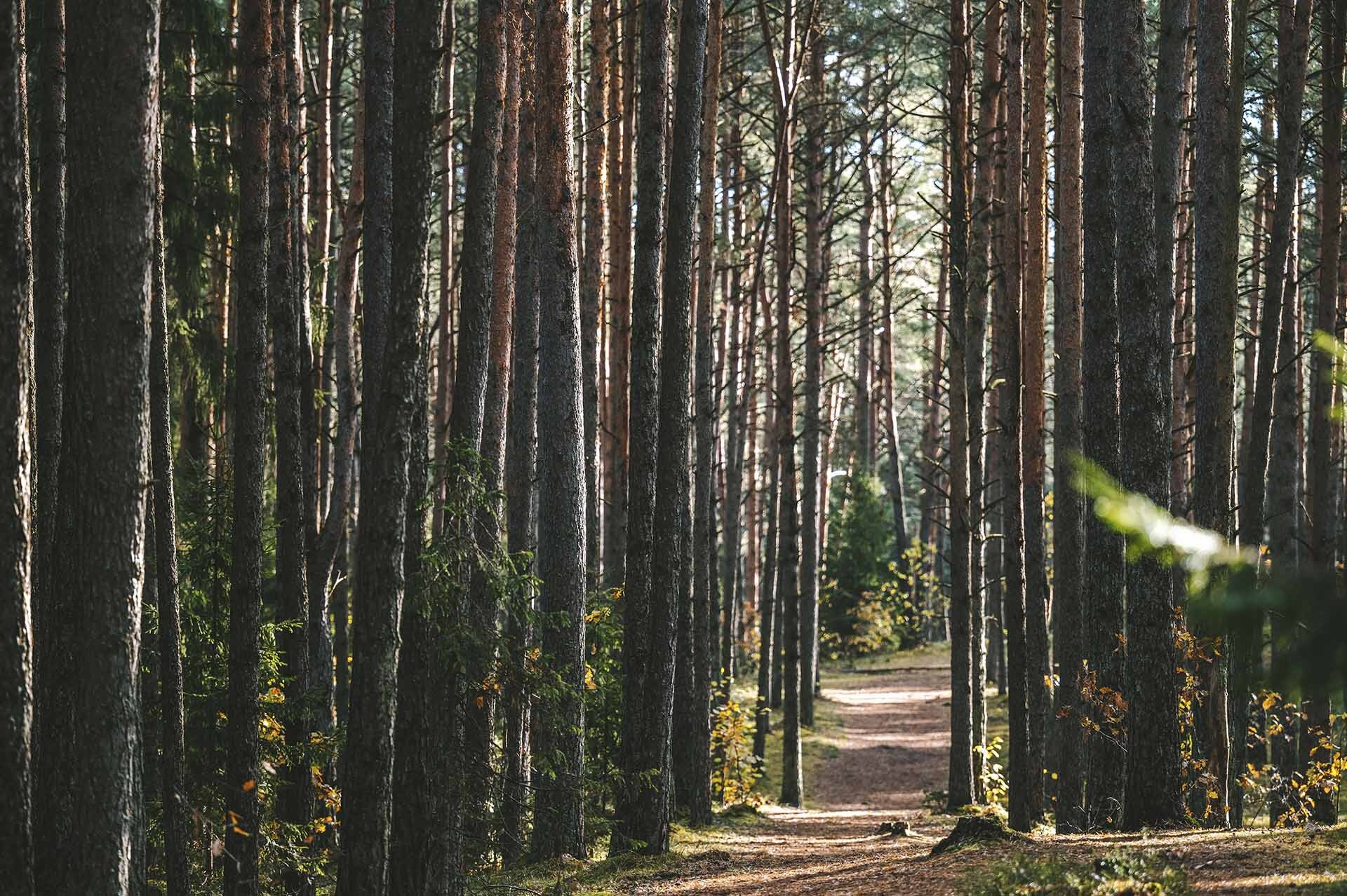 Bosques ancestrales y rituales que sobreviven.